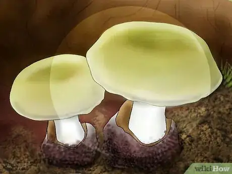 Image intitulée Identify a Death Cap Mushroom Step 4