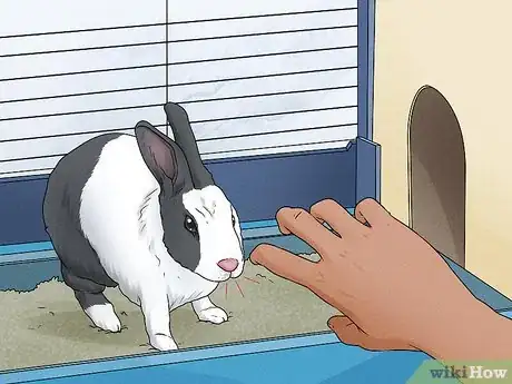 Image intitulée Stop a Rabbit's Biting Habit Step 8