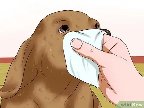 Image intitulée Prevent Tear Staining in Dogs Step 9