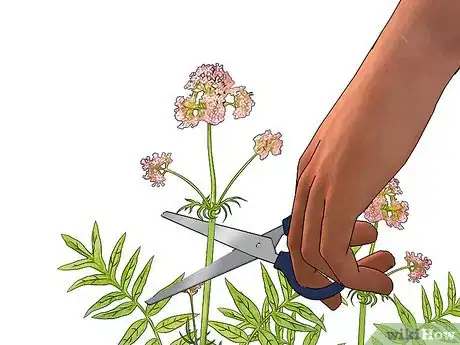 Image intitulée Grow Valerian Step 11