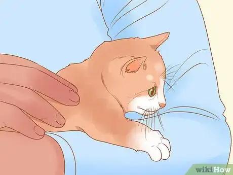 Image intitulée Train a Therapy Cat Step 1