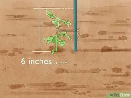 Image intitulée Stake Tomato Plants Step 5