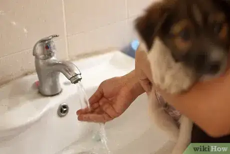 Image intitulée Bathe a Puppy for the First Time Step 2