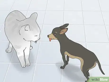 Image intitulée Make a Cat and Dog Get Along Step 9