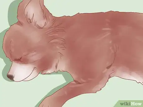 Image intitulée Know When Your Dog is Sick Step 12