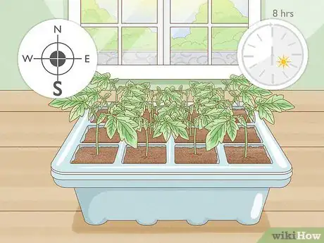 Image intitulée Grow Tomatoes Indoors Step 4