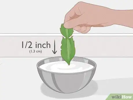 Image intitulée Propagate Christmas Cactus Step 8