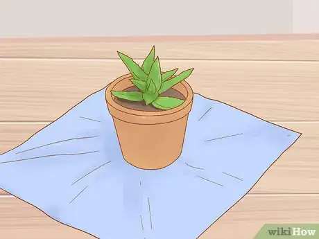 Image intitulée Prevent Cats from Eating Plants Step 5