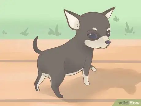 Image intitulée Care for Your Chihuahua Puppy Step 5