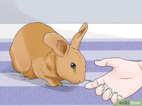 Image intitulée Stop a Rabbit's Biting Habit Step 4
