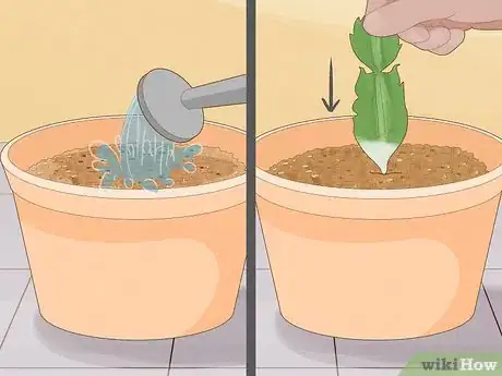 Image intitulée Propagate Christmas Cactus Step 9