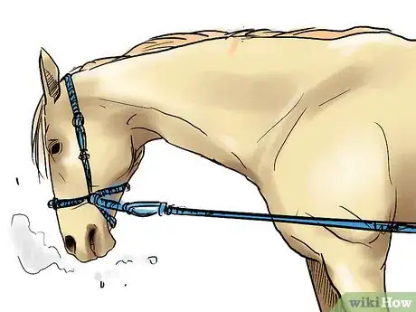 Image intitulée Train a Horse Step 10