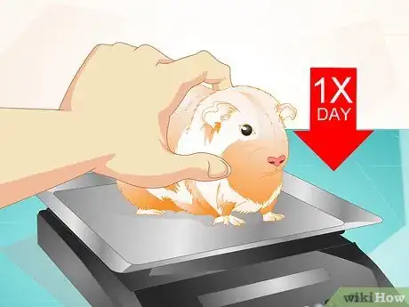 Image intitulée Look After Your Sick Guinea Pig Step 12