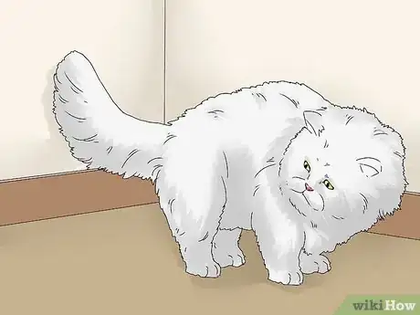 Image intitulée Identify a Persian Cat Step 5