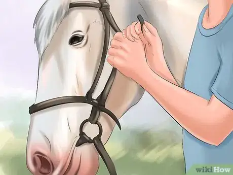 Image intitulée Get Your Horse to Trust and Respect You Step 5