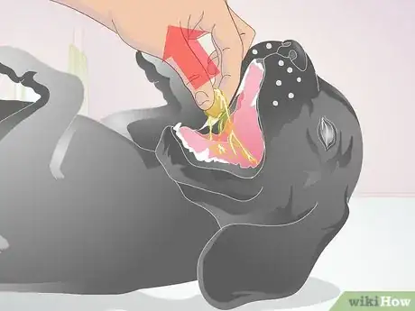 Image intitulée Perform CPR on a Dog Step 5