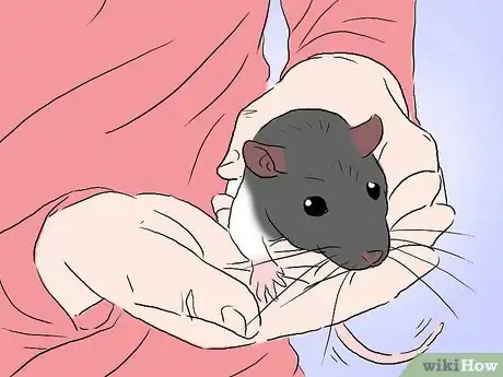 Image intitulée Tame a Rat Step 15