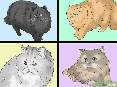 Image intitulée Identify a Persian Cat Step 4