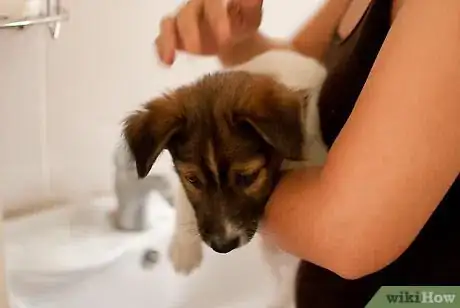Image intitulée Bathe a Puppy for the First Time Step 1