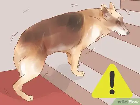 Image intitulée Know When Your Dog is Sick Step 11