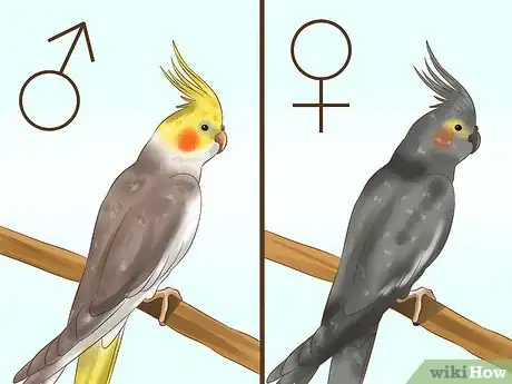 Image intitulée Tell if a Cockatiel Is Male or Female Step 5
