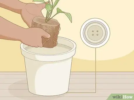 Image intitulée Care for Peace Lilies Step 13