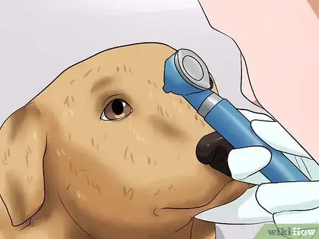 Image intitulée Prevent Tear Staining in Dogs Step 2