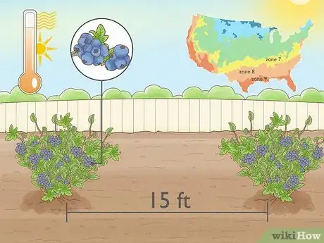 Image intitulée Grow Blueberries Step 3
