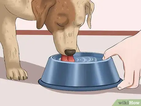 Image intitulée Keep a Dog From Throwing Up Step 8