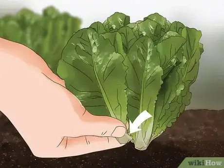 Image intitulée Harvest Romaine Lettuce Step 9