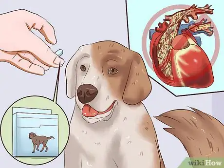 Image intitulée Identify Different Dog Worms Step 15