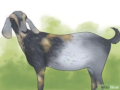 Image intitulée Wash a Goat Step 1