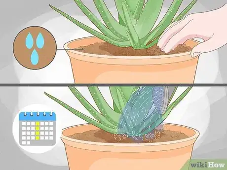 Image intitulée Why Does Your Aloe Plant Not Stand Up Step 1