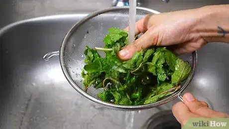 Image intitulée Keep Mint Leaves Fresh Step 1