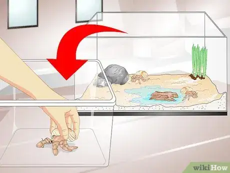 Image intitulée Tell if a Hermit Crab is Sick Step 10