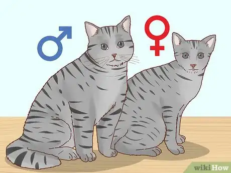 Image intitulée Determine the Sex of a Kitten Step 9