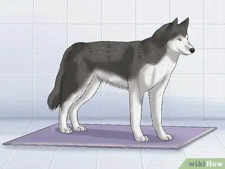 Image intitulée Bathe a Dog and Keep It Calm Step 1