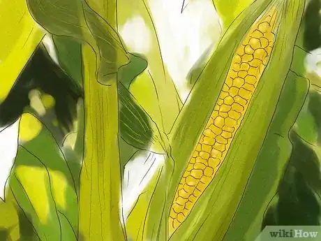 Image intitulée Grow Corn from Seed Step 2