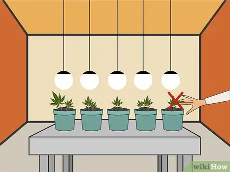 Image intitulée Plant Cannabis Seeds Indoors Step 15