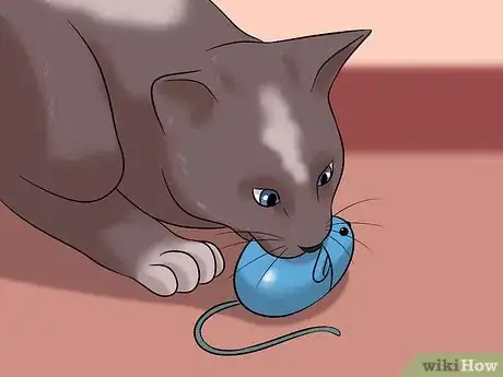 Image intitulée Stop a Cat from Chewing on Your Hair Step 5