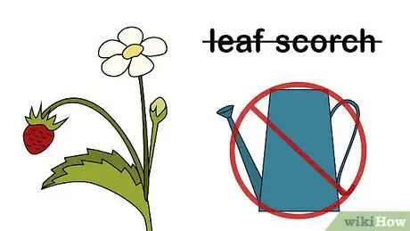 Image intitulée Identify and Treat Strawberry Diseases Step 13