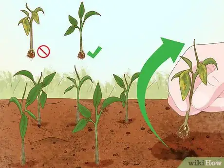 Image intitulée Grow Ghost Peppers Step 12