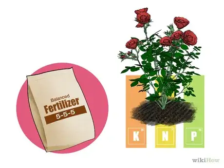 Image intitulée Fertilize Roses Step 3.png