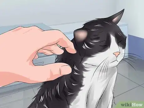 Image intitulée Get Rid of Tangled Fur and Dreadlocks in Cats Step 11