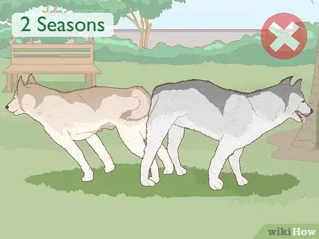 Image intitulée Breed Husky Dogs Step 10