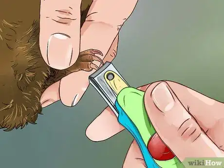 Image intitulée Cut Guinea Pig Claws Step 13