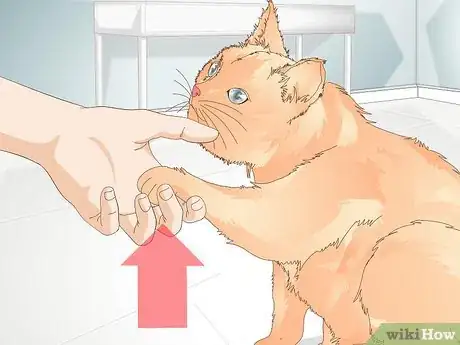 Image intitulée Teach Your Cat to Give a Handshake Step 8