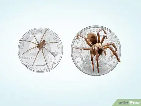 Image intitulée Identify Spiders Step 9