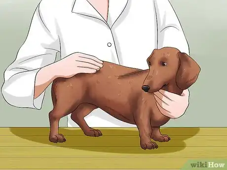 Image intitulée Diagnose Back Problems in Dachshunds Step 5