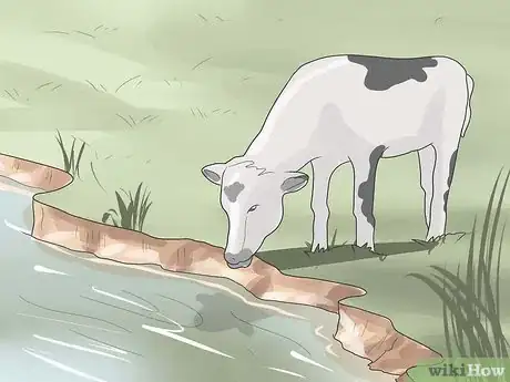 Image intitulée Have a Pet Cow Step 10